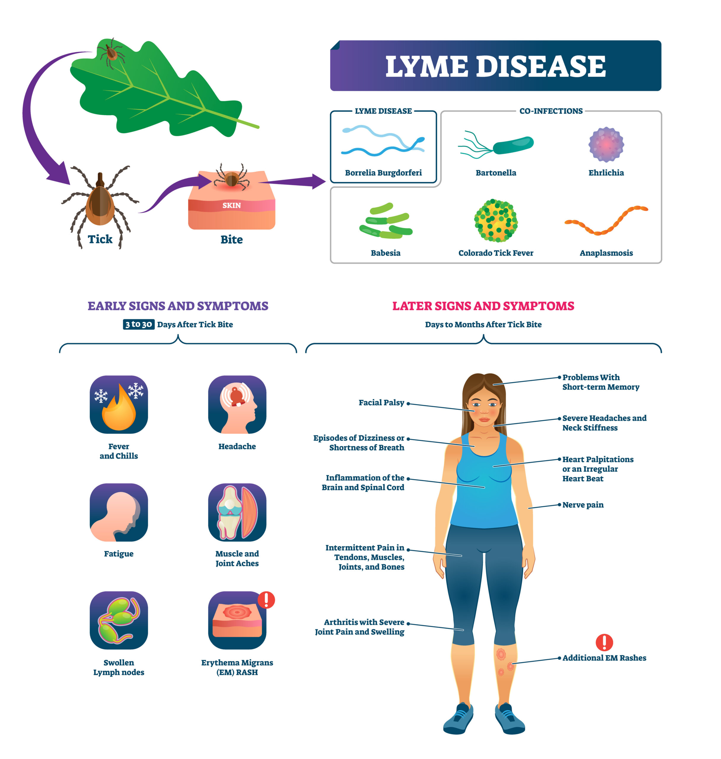 What Are The Symptoms Of Lyme Disease AONM Health Hub